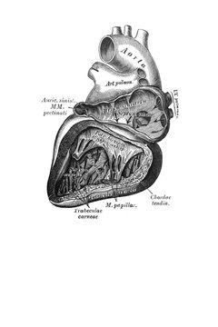 Left heart inside in the old book the Anatomie of a Human, by M.P. Vishnevskiy, 1890, Moscow