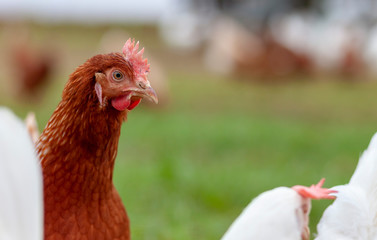 Chickens on traditional free range poultry farm