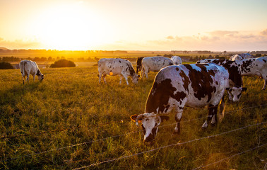 cows on evening pasture