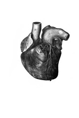 Heart in the old book the Anatomical Images, by N. Pirogova, 1850, S.-Petersburg
