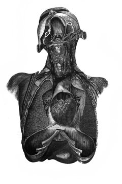Organs of chest in the old book the Anatomical Images, by N. Pirogova, 1850, S.-Petersburg