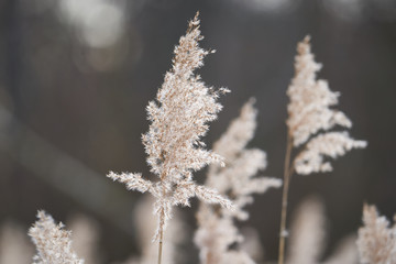Dry seed heads of common reed grass, Phragmites australis, large perennial grass found in wetlands throughout temperate and tropical regions of the world, growing on the bank of lake in Czech republic