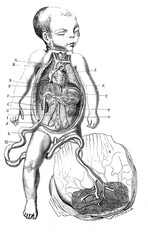 Fototapeta na wymiar Term fetal vascular system in the old book D'Anatomie Chirurgicale, by B. Anger, 1869, Paris