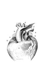 Arterial canal of the heart in the old book D'Anatomie Chirurgicale, by B. Anger, 1869, Paris