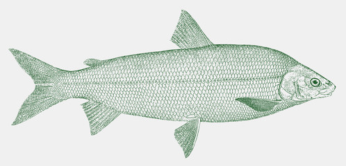 Lake whitefish, coregonus clupeaformis, a valuable food fish from North America in side view