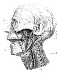 Deep veins of the lower jaw region in the old book D'Anatomie Chirurgicale, by B. Anger, 1869, Paris
