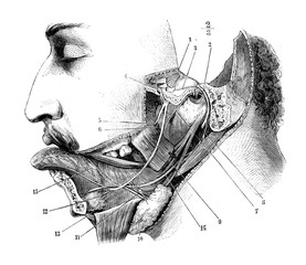 Lingual nerve, submandibular ganglion, tympanic cord and digastric branch of the facial in the old book D'Anatomie Chirurgicale, by B. Anger, 1869, Paris