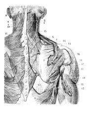 Second layer of the muscles of the posterior vertebral region in the old book D'Anatomie...