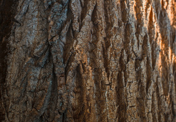 Dry wood close-up detailed texture