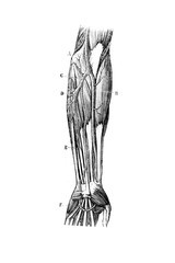 Cubital artery abnormality in the old book D'Anatomie Chirurgicale, by B. Anger, 1869, Paris