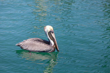 Pelican in the sea in Florida keys, USA