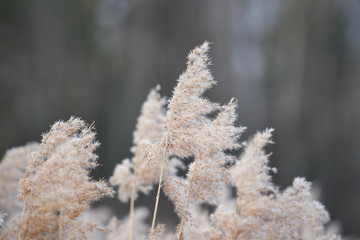 Dry seed heads of common reed grass, Phragmites australis, large perennial grass found in wetlands throughout temperate and tropical regions of the world, growing on the bank of lake in Czech republic