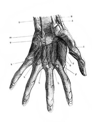 Veins on the wrist in the old book D'Anatomie Chirurgicale, by B. Anger, 1869, Paris