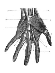 Collateral arteries of the fingers in the old book D'Anatomie Chirurgicale, by B. Anger, 1869, Paris