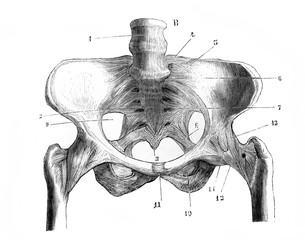 Iliac fossa skeleton in the old book D'Anatomie Chirurgicale, by B. Anger, 1869, Paris