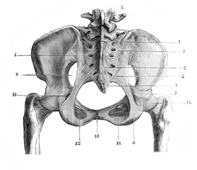 Sub-pubic membrane in the old book D'Anatomie Chirurgicale, by B. Anger, 1869, Paris