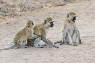 Group of vervet monkeys (Chlorocebus pygerythrus) in the Tarangire National Park