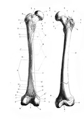 Left side femur in the old book D'Anatomie Chirurgicale, by B. Anger, 1869, Paris