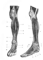 Leg muscles in the old book D'Anatomie Chirurgicale, by B. Anger, 1869, Paris