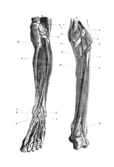 Tibial arteries in the old book D'Anatomie Chirurgicale, by B. Anger, 1869, Paris