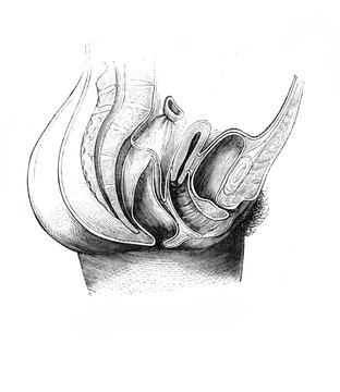 Female genitalia in the old book D'Anatomie Chirurgicale, by B. Anger, 1869, Paris