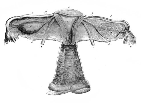 Female genitalia inside in the old book D'Anatomie Chirurgicale, by B. Anger, 1869, Paris