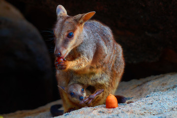 Wallaby