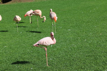 group of pink flamingos
