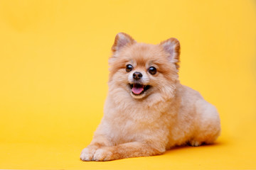 Portraite of cute fluffy puppy of pomeranian spitz. Little smiling dog lying on bright trendy...
