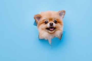 Portraite of cute fluffy puppy of pomeranian spitz climbs out of hole in colored background. Little smiling dog on bright trendy blue background. Free space for text.