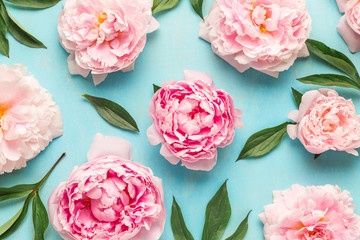 Creative layout made with pink peony flowers on blue background. Flat lay. Flower composition