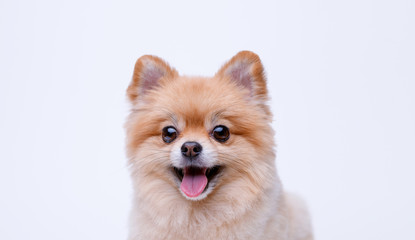 Portraite of cute fluffy puppy of pomeranian spitz. Little smiling dog on white background. Free space for text.