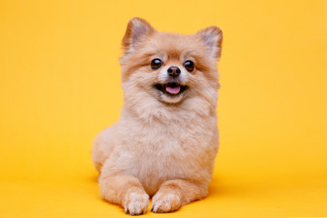 Fototapeta na wymiar Portraite of cute fluffy puppy of pomeranian spitz. Little smiling dog lying on bright trendy yellow background. Free space for text.