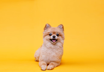 Portraite of cute fluffy puppy of pomeranian spitz. Little smiling dog lying on bright trendy yellow background. Free space for text. - obrazy, fototapety, plakaty