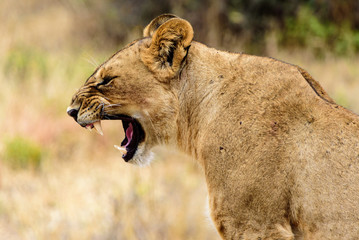Yawning lioness (Panthera leo) in the Tarangire National Park
