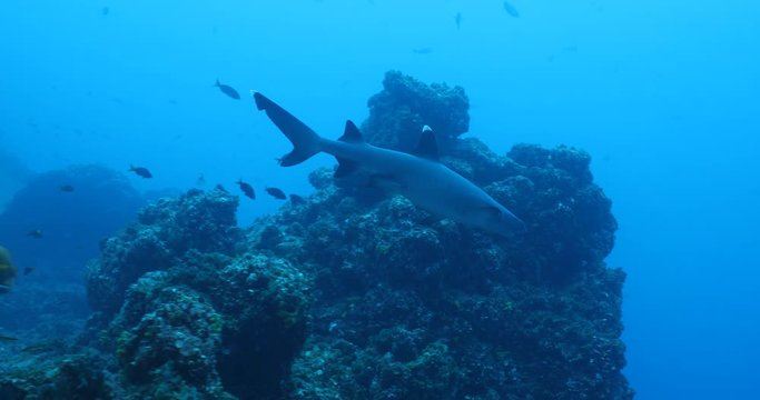 White tipped reef sharks at roca partida, revillagigedo, Mexico.