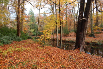 autumn trees in beautiful park