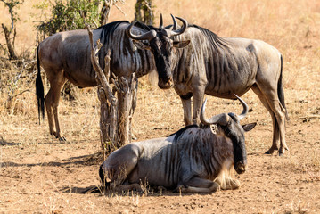 A group of three adult Gnus (Connochaetes Taurinus) in the Tarangire National Park
