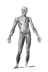 Fototapeta na wymiar Muscles of the body in the old book The Encyclopaedia Britannica, vol. 1, by C. Blake, 1875, Edinburgh
