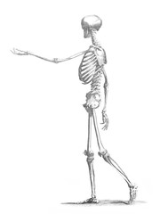 Skeleton of human in the old book The Encyclopaedia Britannica, vol. 1, by C. Blake, 1875, Edinburgh