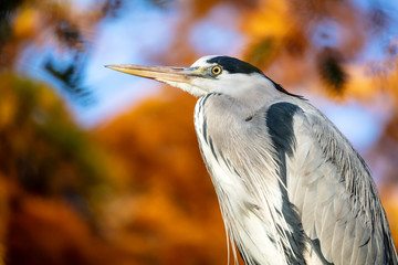 Grey heron bird in natural habitat