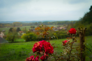 poppy field of red poppies