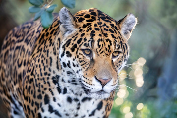 Closeup portrait of Jaguar on blurred background