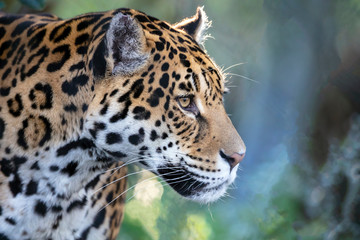 Closeup portrait of Jaguar on blurred background