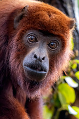 Red howler monkey close-up view