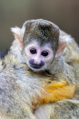 Squirrel monkey portrait close-up view