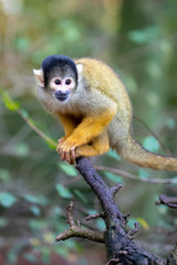 Naklejka na ściany i meble Squirrel monkey portrait close-up view