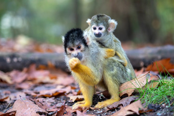 Squirrel monkey portrait close-up view