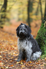 funny cute fluffy Dutch Sheepdog outdoors