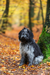 funny cute fluffy Dutch Sheepdog outdoors